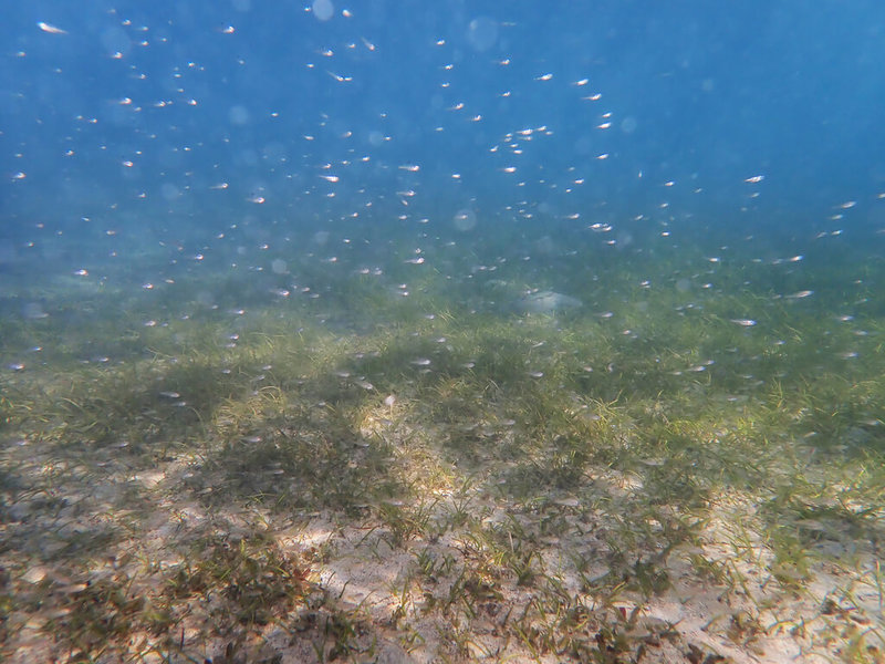 海草是藍碳碳匯關鍵角色，農業部水產試驗所2014年在澎湖推動海草復育，環境部2025年通過海草復育方法學，澎湖復育地點已見海洋生物回流並產下幼苗。（水試所澎湖漁業生物研中心提供）中央社記者汪淑芬傳真 115年3月12日