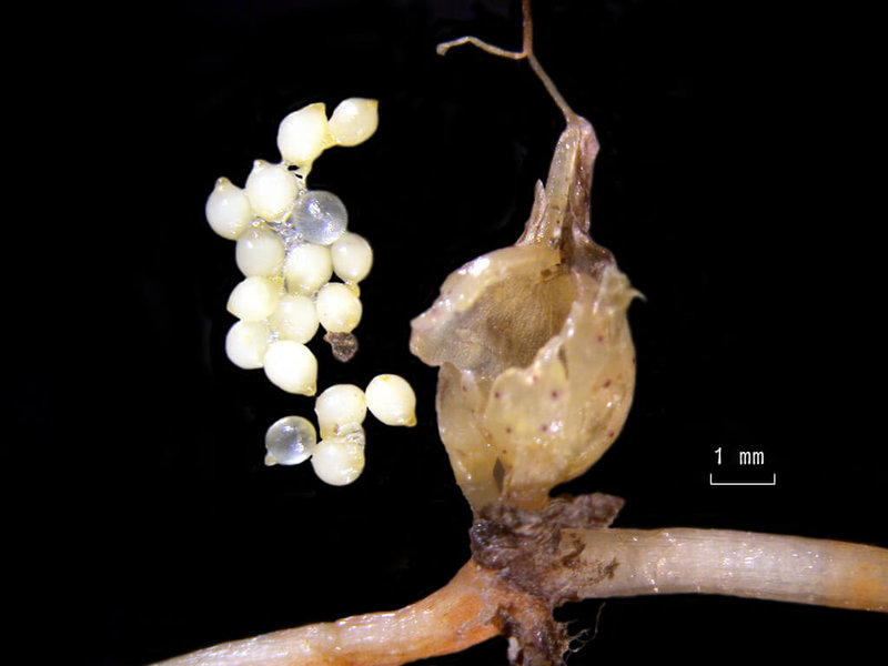 農業部水產試驗所推動海草復育，目前掌握無性繁殖技術，有性繁殖的播種仍待突破，主要是台灣大部分海草種子都太小，不易蒐集。圖為名為卵葉鹽草的海草種子不到1毫米。（水試所澎湖漁業生物研究中心提供）中央社記者汪淑芬傳真 115年3月12日