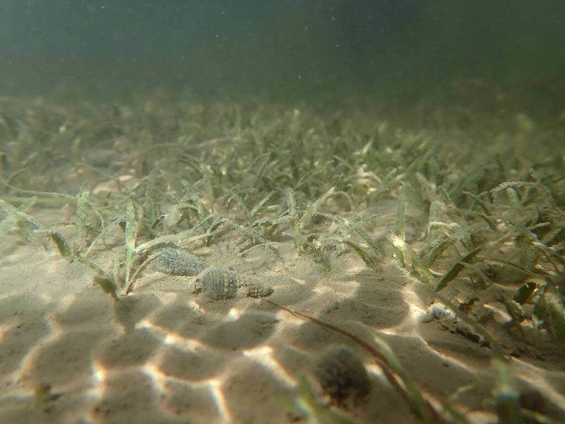中山大學海洋生物科技暨資源學系教授劉商隱，在台南市七股進行「貝克氏鹽草苗圃建立與復育」，是台灣本島為復育海草所建的種原庫。圖為貝克氏鹽草經過6個月後生長情形。（中山大學提供）中央社記者汪淑芬傳真　115年3月12日