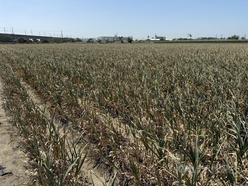 雲林蒜農近期發現植株葉部黃化，疑與病蟲害有關。國民黨立委張嘉郡、丁學忠12日邀集相關單位會勘，初判為葉蟎、薊馬吸食蒜葉汁液影響生長。中央社記者姜宜菁攝　115年3月12日