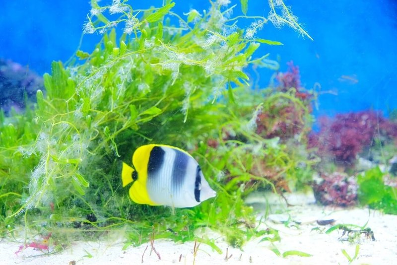 農業部推動海草復育，位在桃園的Xpark水族館是日本西武集團旗下八景島首座海外分館，2025年起在水產試驗所協助下，於館內「暖海生機展區」展示4種海草，協助向民眾宣導海草對海洋生物的重要性及固碳效果。中央社記者吳睿騏攝 115年3月12日