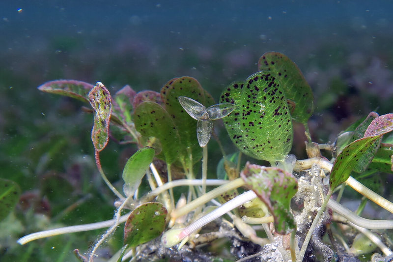 海草是儲碳高手，但海草對很多人來說是陌生的，雖然名為草，其實海草會開花也會結果。圖為卵葉鹽草的雄花。（水產試驗所澎湖漁業生物研究中心提供）中央社記者汪淑芬傳真 115年3月12日