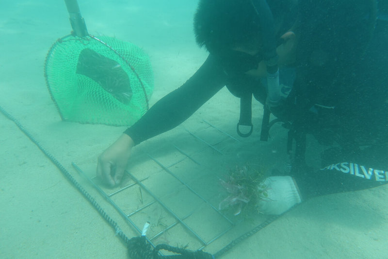 農業部水產試驗所2014年首次在澎湖通梁海域進行復育試驗，目前已掌握無性繁殖技術，未來盼加快速度，種回消失的海底綠洲。（水試所澎湖漁業生物研究中心提供）中央社記者汪淑芬傳真 115年3月12日