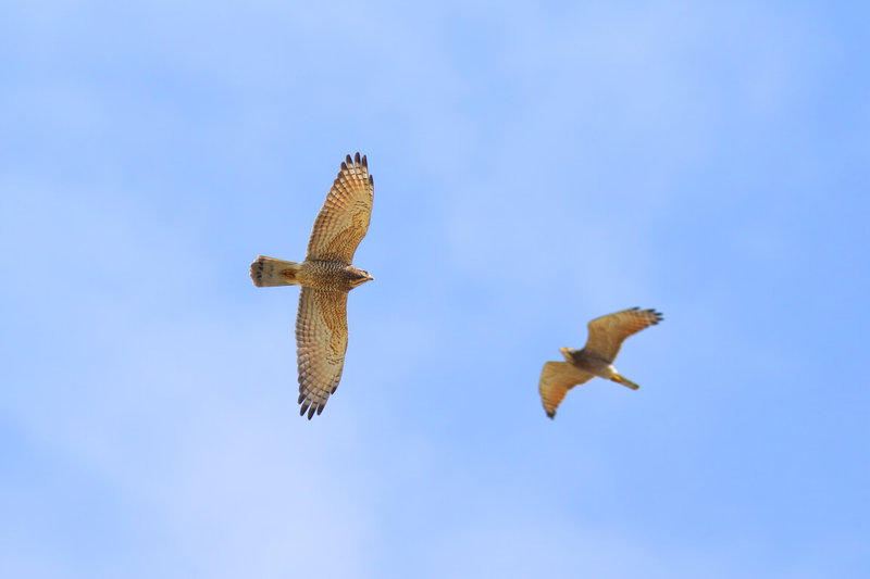 灰面鵟鷹每年3、4月北返過境台灣，交通部觀光署參山國家風景區管理處與彰化縣、南投縣政府合辦「2026八卦山賞鷹季」活動，邀民眾走入社區及山林，近距離觀察灰面鵟鷹生態。（參山處提供）中央社記者吳哲豪傳真　115年3月12日