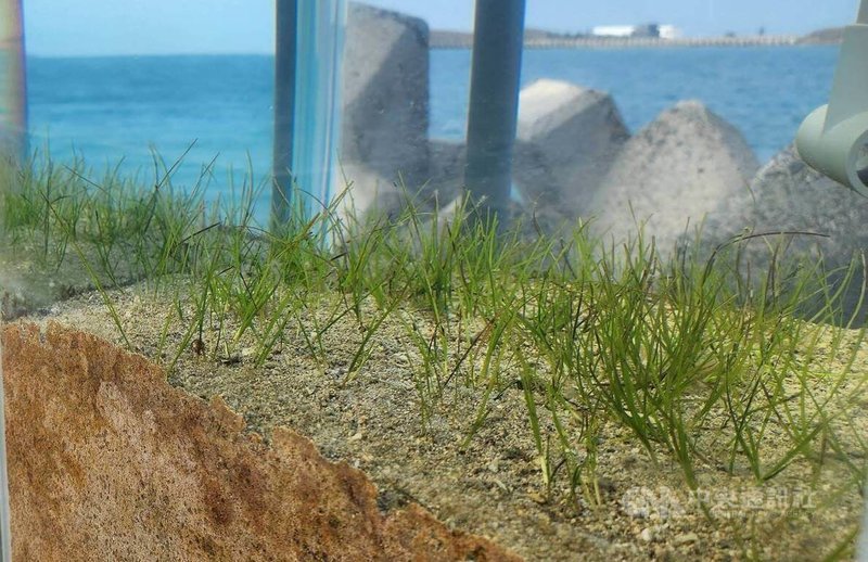 農業部水產試驗所澎湖漁業生物研究中心與海洋大學合作，研究並觀察海草床儲碳過程。圖為漁業生物研中心在生態缸種植名為甘草的海草。中央社記者陳啟清攝 115年3月12日