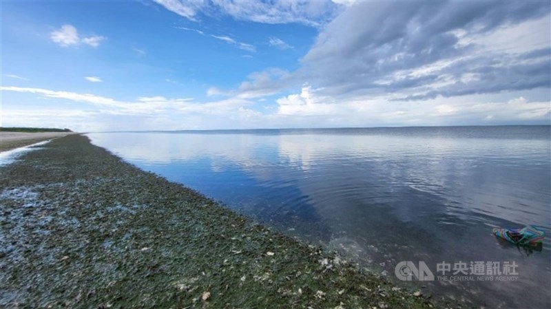 海委會2019年盤點海洋生態系分布並估算全台現存藍碳量逾34萬公噸。圖為東沙綿延的海草床。（中央社檔案照片）