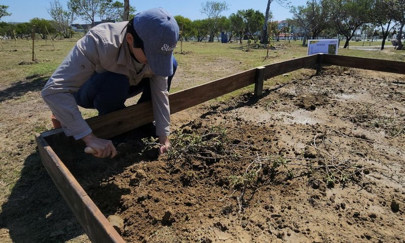 交通部觀光署雲嘉南濱海國家風景區管理處12日在嘉義布袋高跟鞋教堂園區舉辦植樹節活動，種植稀有瀕危復育種海南草海桐（圖），其特性耐鹽、耐濕、耐高溫，可作為海岸護堤植物及景觀地被植物。（雲嘉南風管處提供）中央社記者蔡智明傳真　115年3月12日