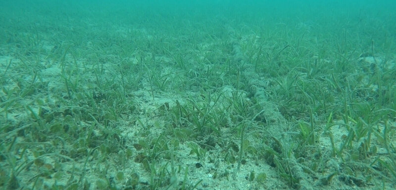 農業部水產試驗所推動海草復育，為穩定種苗來源，澎湖漁業生物研究中心先前移植天然海草到通梁及虎井灣港種植，已成功繁衍，將是未來在亞潮帶海底復育海草的種原庫。（水試所澎湖漁業生物研究中心提供）中央社記者汪淑芬傳真 115年3月12日