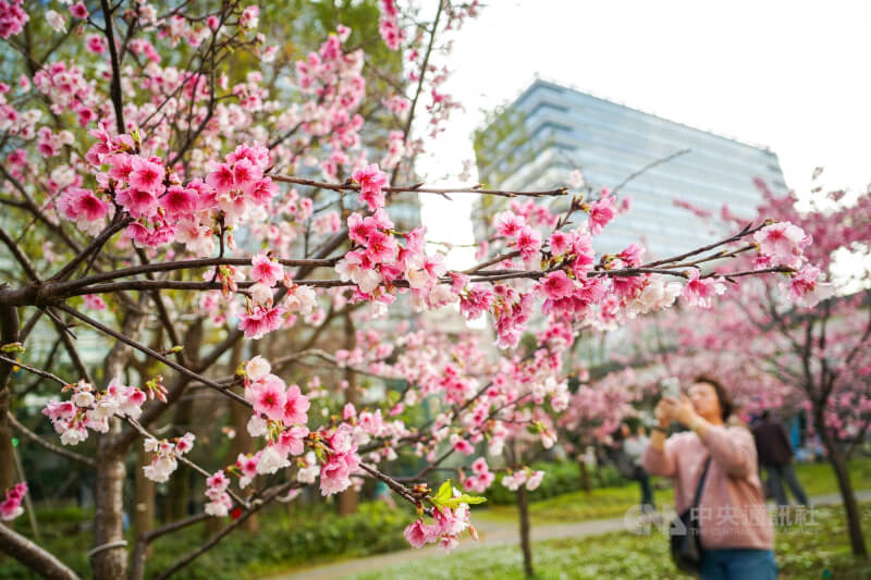 圖為台北市三重世貿公園櫻花綻放，民眾下午把握好天氣外出賞櫻。（中央社檔案照片）