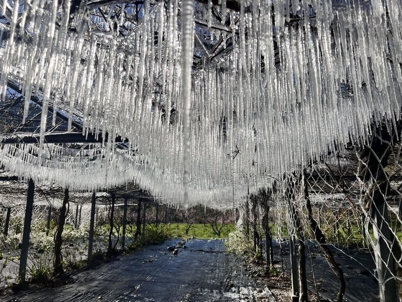 武陵農場13日清晨出現零下低溫攝氏0.6度，農場啟動防凍澆灌，細小水滴因極低溫迅速凝結，從藤架上垂下的冰柱，瀑布般傾洩而下。（武陵農場提供）中央社記者趙麗妍傳真　115年3月13日