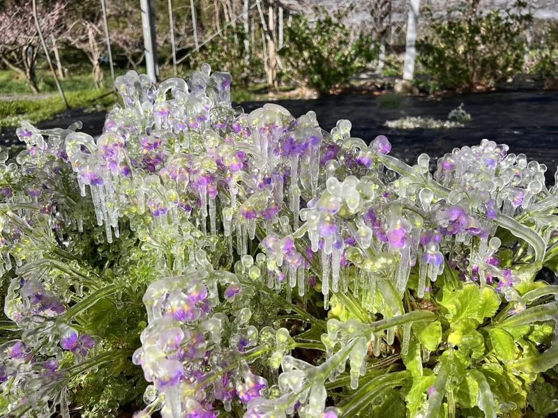 武陵農場13日清晨出現零下低溫攝氏0.6度，植物嫩芽被冰晶包覆，宛如冰糖葫蘆。（武陵農場提供）中央社記者趙麗妍傳真　115年3月13日