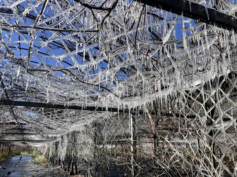 武陵農場13日清晨出現零下低溫攝氏0.6度，農場啟動防凍噴罐，灑水設施的水滴滴下與低溫接觸瞬間凝結，藤花園化身水晶宮殿。（武陵農場提供）中央社記者趙麗妍傳真　115年3月13日