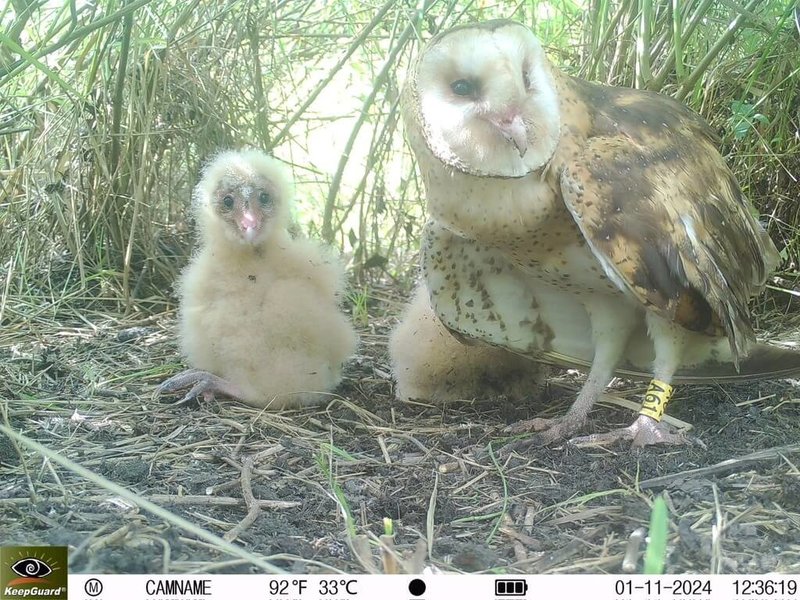 草鴞在「2024臺灣鳥類紅皮書名錄」中列為國家瀕危類別，屏東縣政府盤點縣有土地資源，盼將看似平凡的草地，轉化為草鴞重要棲地。圖為草鴞。（屏科大鳥類生態研究室提供）中央社記者黃郁菁傳真　115年3月13日
