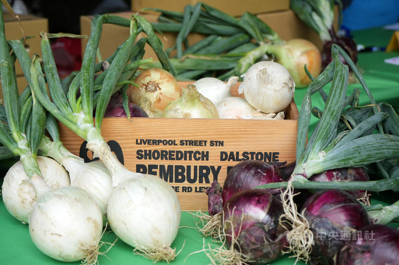 屏東恆春陽光充足且有落山風吹拂，種植洋蔥氣候得天獨厚，收成洋蔥不僅香甜，外皮晶亮如蘋果且耐儲存。2026年迄今氣候良好，洋蔥發育狀況佳。中央社記者黃郁菁攝　115年3月13日
