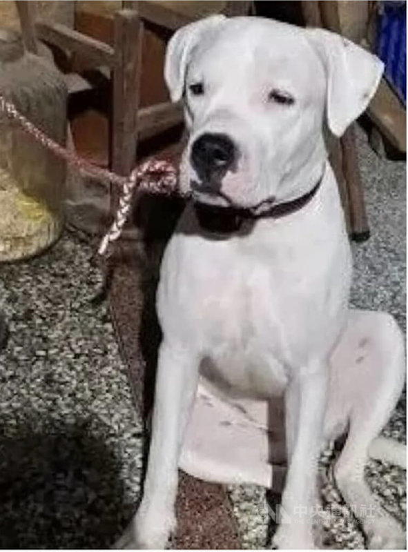 彰化市有民眾用繩子抽打母犬，影片被貼上社群媒體引發眾怒，不過事發後母狗卻失蹤，連藝人米可白也在社群軟體上轉貼文章，協尋母狗。（翻攝照片）中央社記者吳哲豪傳真　115年3月13日