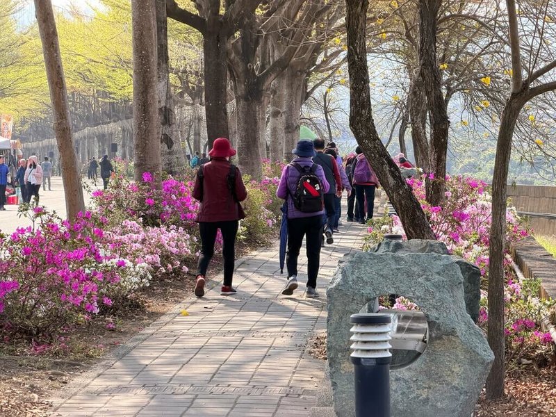 彰化縣社頭鄉14、15日舉行杜鵑花季活動,民眾可沿忠義路欣賞綿延近2公里杜鵑花。(彰化縣社頭鄉公所提供)中央社記者鄭維真傳真 115年3月14日