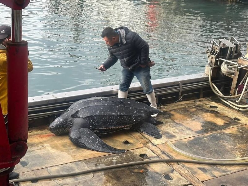 宜蘭梗枋定置漁場昨天發現一隻受困海龜，是海龜中體型最大的「革龜」（圖），身長148公分、重達280公斤，嘴部流血遭網具纏繞，後送至基隆市八斗子海之生救傷站收容治療。（讀者提供）中央社記者王朝鈺傳真　115年3月15日