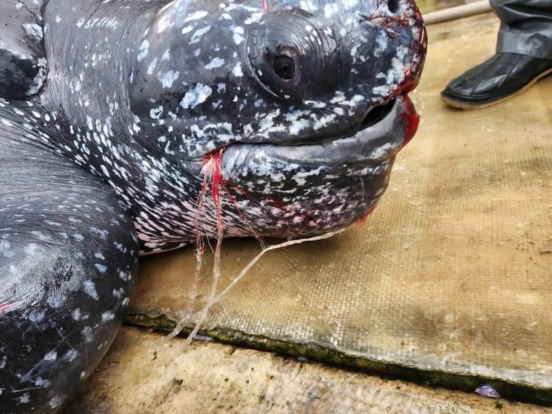 宜蘭梗枋定置漁場14日上午7時許發現一隻受困海龜,是海龜中體型最大的「革龜」(圖),身長148公分、重達280公斤,嘴部流血遭網具纏繞,後送至基隆市救傷站收容治療,將評估16日清除口腔網線後安排野放。(讀者提供)中央社記者王朝鈺傳真 115年3月15日