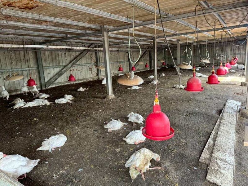 雲林縣水林鄉1處鵝場13日出現異常死亡，經主動通報確診為H5N1，雲林縣動植物防疫所16日撲殺883隻鵝，並完成全面清消，半徑1公里內15場禽場列管。  （雲林縣府提供）　中央社記者姜宜菁傳真　115年3月16日