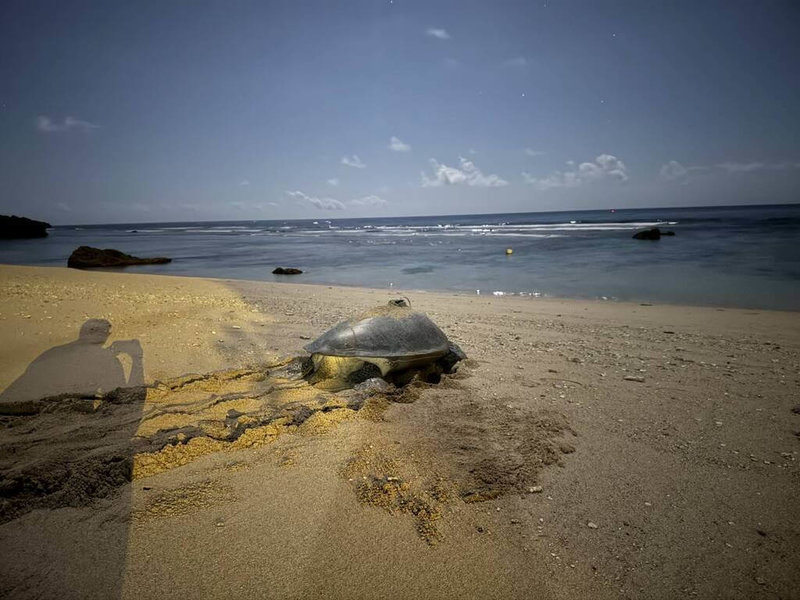 小琉球出現綠蠵龜冬季上岸產卵案例，海委會海保署提醒，近期沙灘可能陸續出現稚龜孵化情形，民眾應避免踩踏卵窩或干擾海龜與稚龜活動，並於夜間減少至沙灘活動，以及避免使用強光照射。（海保署提供）中央社記者張已亷傳真　115年3月16日