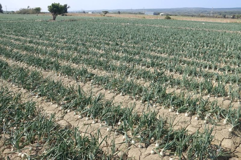 農業部農糧署16日說，114/115年期洋蔥生長期間氣候穩定，產期分散，採收順暢，中部產區將於3月底進入產期尾聲，隨後由屏東產區於4月接力供應，目前市場供需平衡。（農糧署提供）中央社記者汪淑芬傳真　115年3月16日