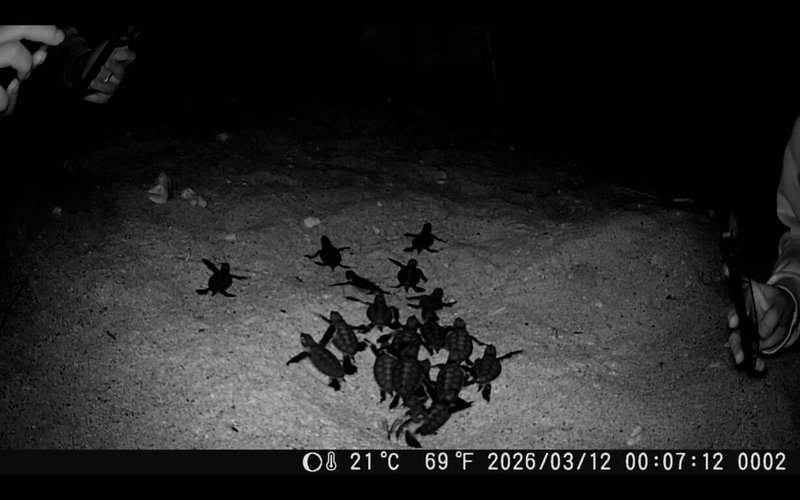 海洋委員會海洋保育署於小琉球蛤板灣記錄到冬季綠蠵龜上岸產卵案例，該母龜於民國114年12月間產下第一窩卵，70隻稚龜近日破殼後自行爬入大海。此次案例將納入長期監測資料分析，以持續了解氣候變化與海龜繁殖行為之間的關聯。（海保署提供）中央社記者張已亷傳真　115年3月16日