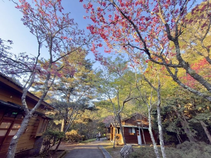 大雪山國家森林遊樂區遊客中心後方及雪山莊旁，紅粉色的山櫻花綻放與霧社櫻的純白花海相互輝映，景色優美。（林業及自然保育署台中分署提供）中央社記者趙麗妍傳真　115年3月17日