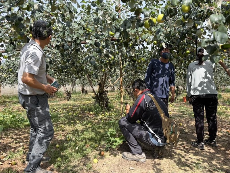 高雄市農業局表示，棗農產業天然災害現金救助及低利貸款，18日起受理農民申報。（高雄市農業局提供）中央社記者蔡孟妤傳真　115年3月17日