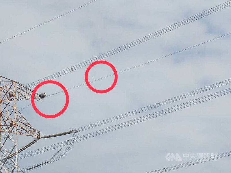 瀕危東方白鸛114年底在濁水溪雲林段一處高壓電塔上築巢，有鳥友16日發現有人使用無人機拍攝（右邊紅圈），親鳥疑因異物侵入、螺旋槳聲受到驚嚇，福爾摩沙野鳥保育協會呼籲保持距離，勿干擾育雛。（福爾摩沙野鳥保育協會）中央社記者姜宜菁傳真　115年3月17日