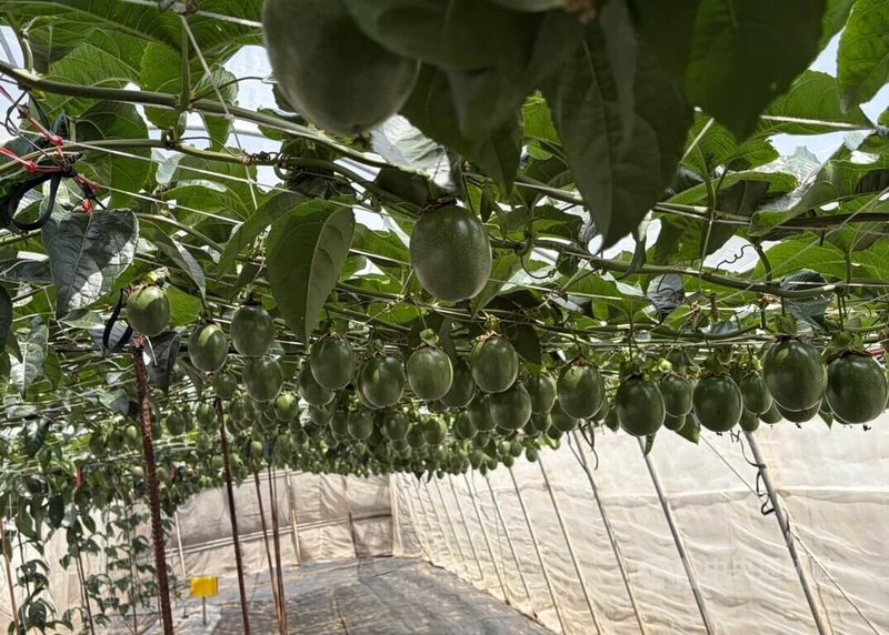 高雄農改場「澎湖地區春季百香果栽培推廣示範觀摩」活動，果農們對於百香果結實纍纍，都給予高度肯定。中央社  115年3月17日