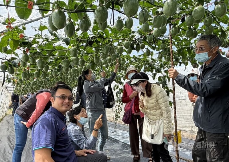 高雄農改場「澎湖地區春季百香果栽培推廣示範觀摩」活動，17日邀請農友前往田間進行實地觀摩，吸引在地70多名有意投入栽培的果農及民眾參與。中央社  115年3月17日