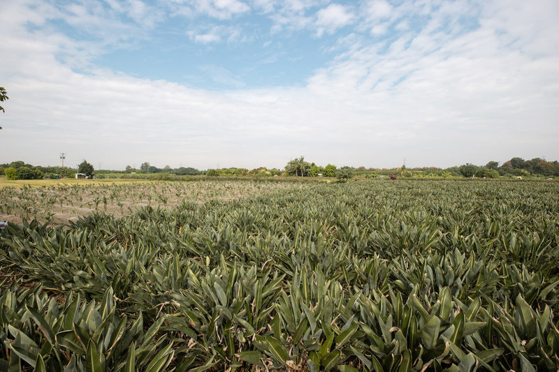 內政部公地放領審議會17日審議通過彰化縣溪州鄉240筆、面積達47公頃的國有平地耕地放領案。圖為彰化縣溪州鄉農地現況。（內政部提供）中央社記者高華謙傳真　115年3月17日