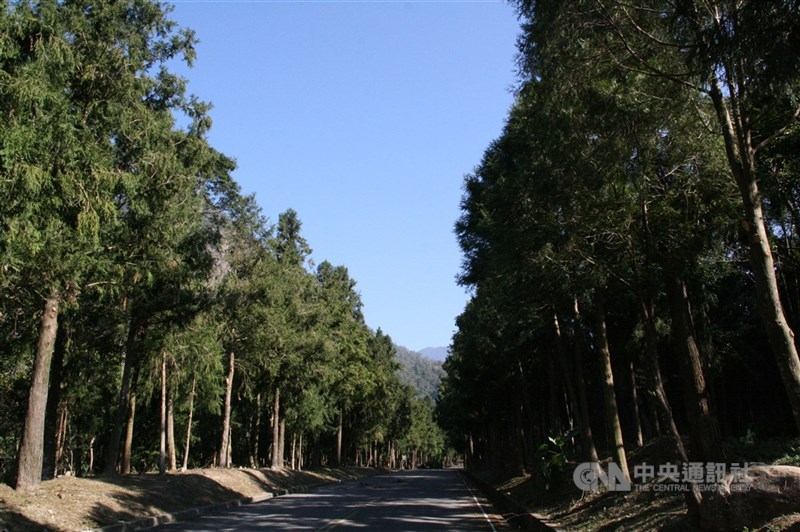 農業部林業及自然保育署於民國114年推出獎勵造林2.0，並分為「木材生產林」與「非木材生產林」，「木材生產林」以提供結構用材、建築用材、農用資材等市場價值木材，如台灣杉等。 （中央社檔案照片）