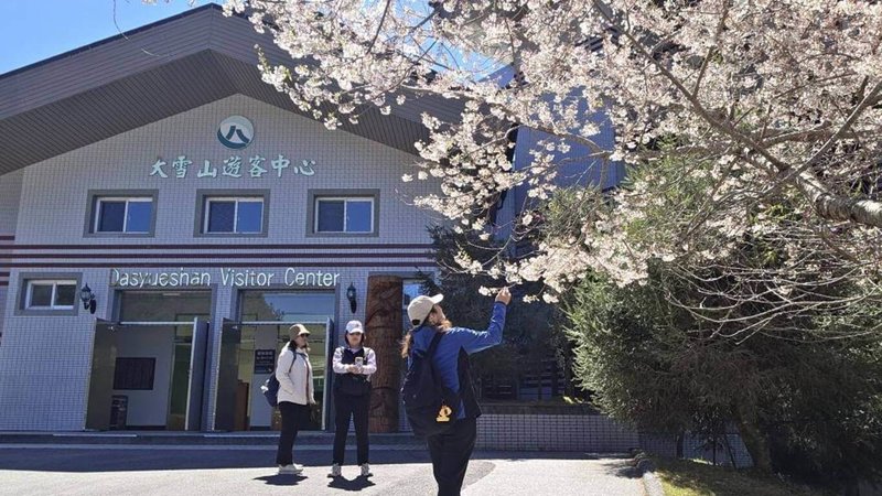 大雪山國家森林遊樂區內櫻花綻放，園區內收費站及遊客中心前霧社櫻已綻放6成，吸引遊客拍照。（林業及自然保育署台中分署提供）中央社記者趙麗妍傳真　115年3月17日