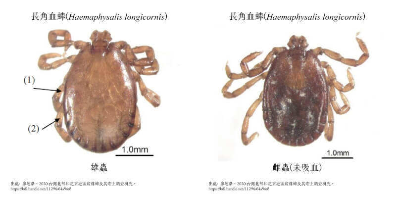 人類感染發熱伴血小板減少綜合症主要是經由帶有帶病毒的蜱蟲叮咬而感染，其主要傳播媒介為「長角血蜱」。（廖翊豪提供）