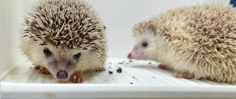 有民眾在秀水重劃區拾獲2隻非洲侏儒刺蝟，因找不到失主送到彰化縣動物防疫所，動防所貼出公告籲飼主領回，若無人認領，3月20日將開放18歲以上民眾領養。（彰化縣動物防疫所提供）中央社記者吳哲豪傳真　115年3月17日