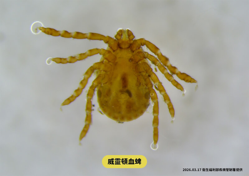 圖說：國內新增1例發熱伴血小板減少綜合症(SFTS)病例，衛生單位至個案居住地進行環境調查且及採檢，並於住家外採獲蜱蟲。照片為採獲之蜱蟲，非發熱伴血小板減少綜合症病媒蜱蟲種類。（疾管署提供）
