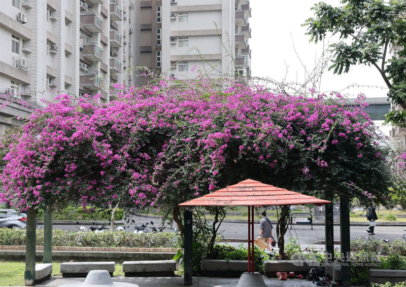 中央氣象署表示，18日天氣與17日類似，各地為晴到多雲。圖為近日陽光普照，台北市文山區一處公園裡的花朵綻放，迎接春風。中央社記者郭日曉攝　115年3月17日
