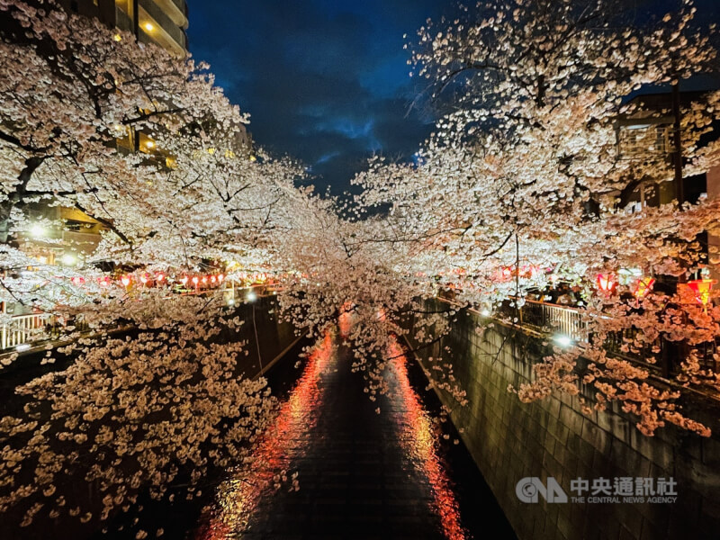 圖為日本東京中目黑地區夜櫻之美。（中央社檔案照片）