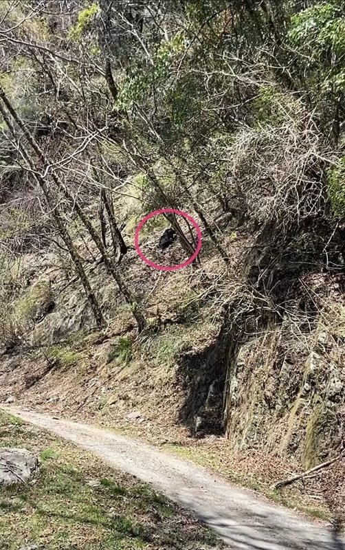 林業及自然保育署新竹分署指出，有民眾16日在大鹿林道東線9.5K處目擊並拍攝到台灣黑熊出沒，顯示黑熊活動範圍及族群有逐漸往淺山地區擴張趨勢，山友進出該路段應提高警覺。（熱心民眾何良珍、高志銘提供）中央社記者管瑞平傳真　115年3月17日