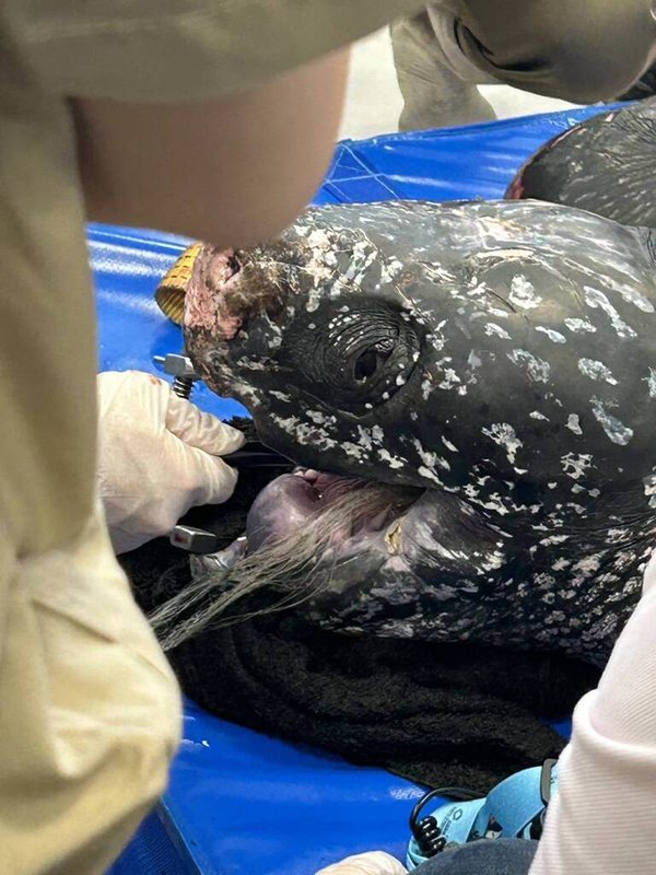 一頭革龜受困宜蘭梗枋定置漁場，經治療仍死亡，17日解剖發現其食道至胃的消化道內有網具，胃黏膜部分壞死，不排除消化道阻塞，另腎臟有明顯病變。圖為革龜進行內視鏡漁網移除手術。（海洋委員會海洋保育署提供）中央社記者張已亷傳真　115年3月17日