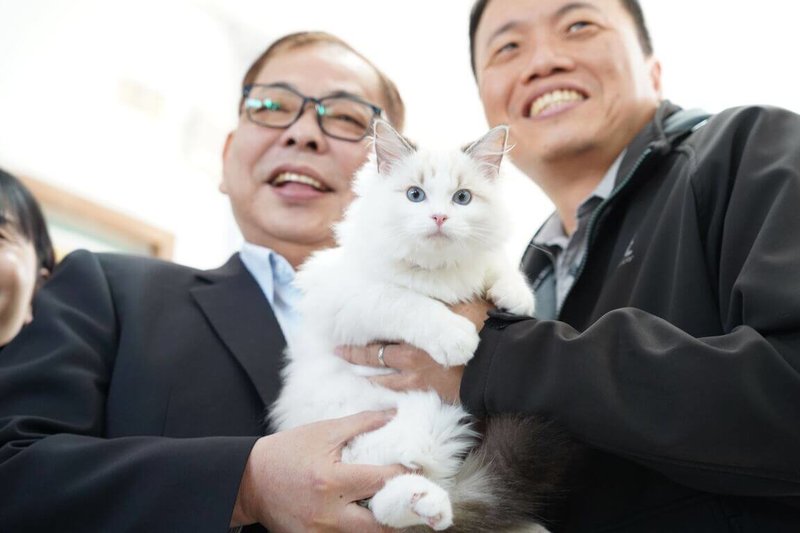 新竹縣動物保護防疫所18日辦布偶貓認養活動，吸引263名民眾到場爭取領養，現場抽出認養人。中籤者經審查皆符合資格，順利為8隻布偶貓找到新家。（新竹縣政府提供）中央社記者郭宣彣傳真　115年3月18日