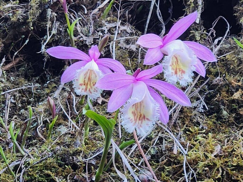 2026阿里山花季正熱烈進行中，阿里山森林遊樂區內31種櫻花接力綻放，此外，屬台灣原生種的「台灣一葉蘭」（圖）也已開花。（林業及自然保育署嘉義分署提供）中央社記者蔡智明傳真　115年3月19日