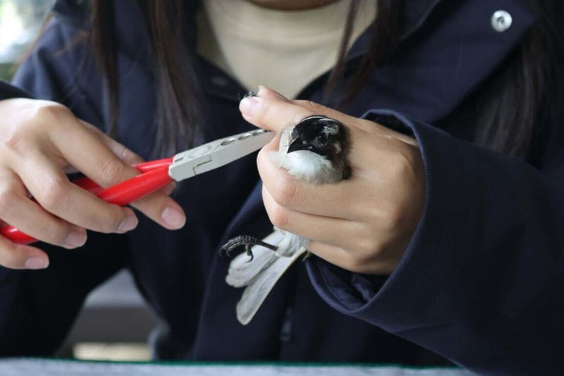 奧萬大自然教育中心4月11日、5月22日辦理鳥類繫放實作、野生動物救傷研習班，帶領學員走出課本知識，直擊台灣保育工作最前線。圖為鳥類繫放使用腳環標記捕獲的鳥隻。（林業及自然保育署南投分署提供）中央社記者蕭博陽南投縣傳真　115年3月19日