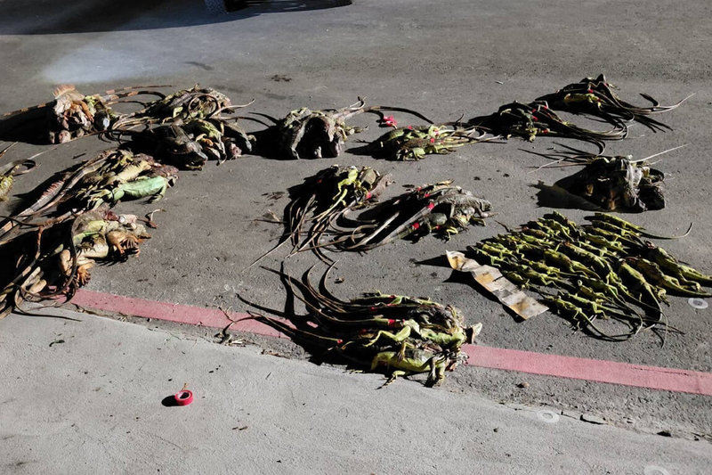 台南市政府農業局加強防治綠鬣蜥，將於27日首次在玉井區辦理綠鬣蜥防治人員教育訓練。圖為農業局執行綠鬣蜥移除成果。（台南市農業局提供）中央社記者楊思瑞台南傳真 115年3月19日