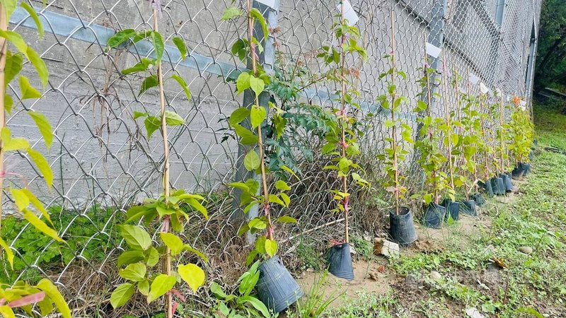 新竹市政府推出「115年新竹市推動低碳永續家園行動項目改造補助辦法」，補助項目包含屋頂牆面綠化、社區農園等，盼鼓勵各里、社區及機關投入低碳措施，強化永續基礎。圖為校園打造植生牆。（新竹市政府表示）中央社記者魯鋼駿傳真　115年3月19日