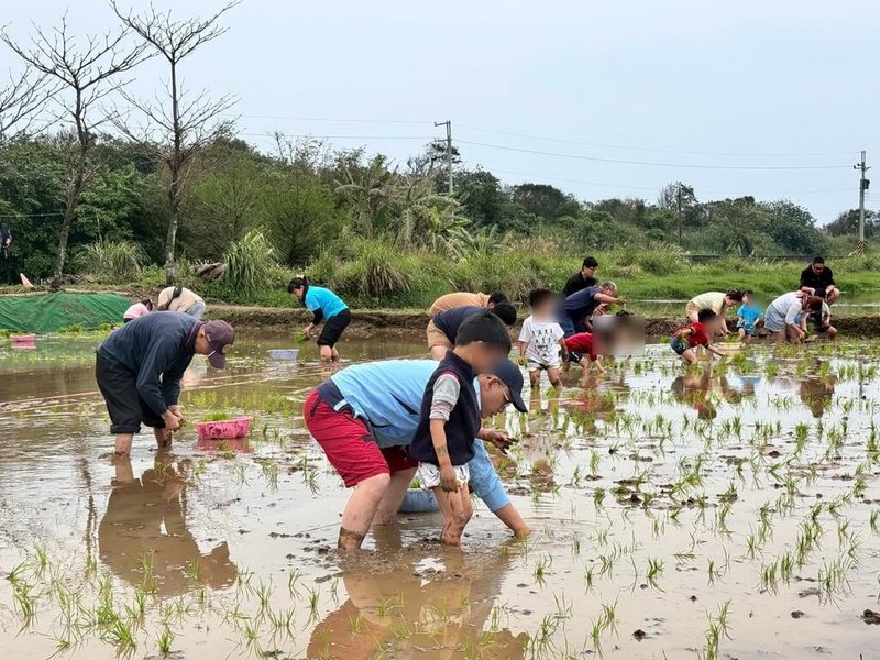 新北市金美國小附設幼兒園21日表示，長期深耕在地教育，重視孩子與家鄉土地的連結，20日舉辦插秧季活動，親子牽手赤腳齊下田，一起彎腰將青秧整齊插在田裡。（金美國小附幼提供）中央社記者黃旭昇傳真  115年3月21日