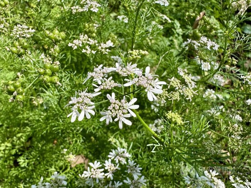 農業部台中區農業改良場副研究員曾康綺提及，白色的芫荽花是可食用花卉，可用於甜點裝飾、香草料理或釀酒材料，也會被作為乾燥花裝飾居家環境。中央社記者鄭維真攝 115年3月21日