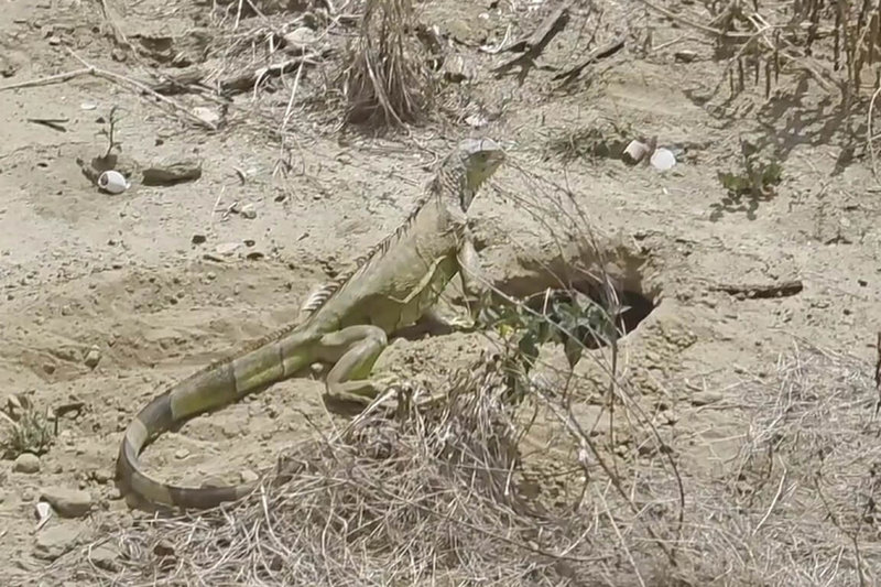 台南市仁德區成功里近日有民眾在一處距民宅不遠的空地發現綠鬣蜥巢穴，身長超過1公尺，疑似有下蛋繁殖情況。（成功里長鄭晴而提供）中央社記者楊思瑞台南傳真　115年3月22日