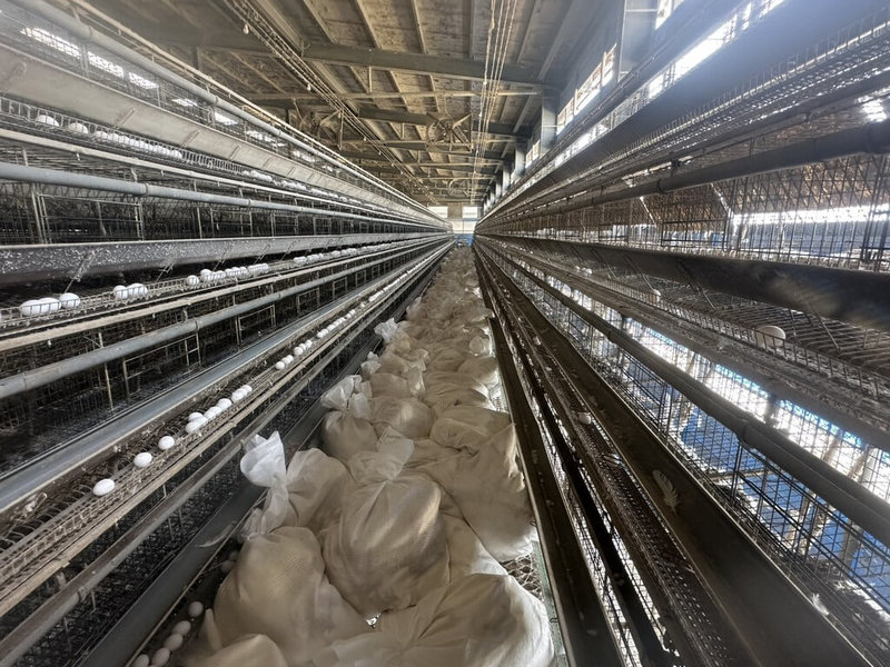 彰化縣芳苑鄉一蛋雞場3月18日確診雞隻感染H5N1亞型高病原性禽流感病毒，彰化縣動物防疫所22日完成撲殺作業。（彰化縣政府提供）中央社記者蕭博陽彰化縣傳真　115年3月23日